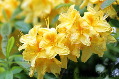 Rododendrón Anneke 40/60 cm v črepníku 5l Rhododendron Anneke