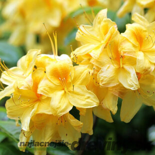 Rododendrón Anneke 40/60 cm v črepníku 5l Rhododendron Anneke