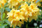 Rododendrón Anneke 40/60 cm v črepníku 5l Rhododendron Anneke