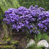 Rododendrón Azurika 25/35 cm v črepníku 3l Rhododendron Azurika