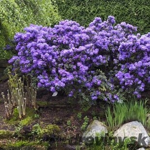 Rododendrón Azurika 25/35 cm v črepníku 3l Rhododendron Azurika