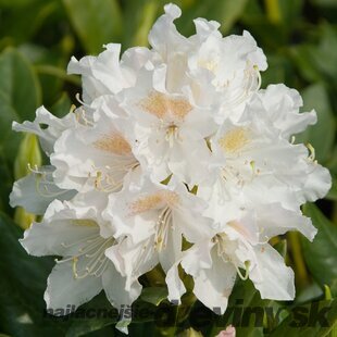 Rododendrón biely Cunnninghams White 30/40 cm, v črepníku 5l Rhododendron