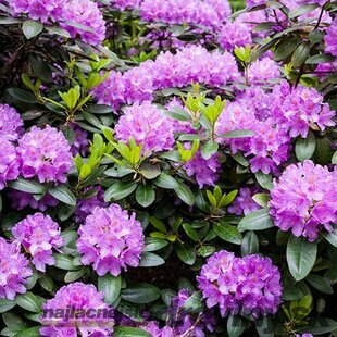 Rododendrón Marcel Menard, výška 50/60 cm, v črepníku 10l Rhododendron Marcel Menard