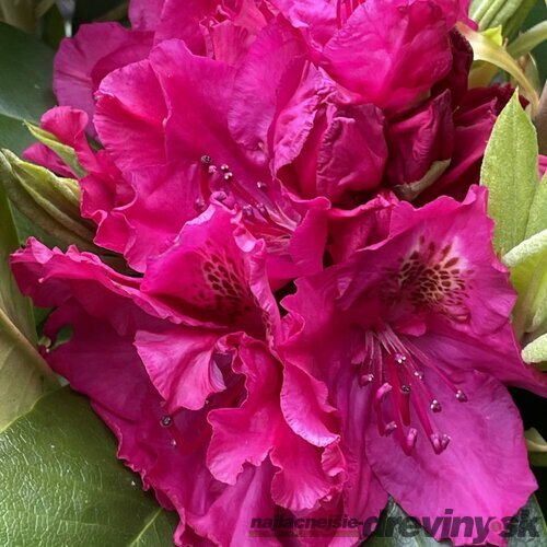 Rododendrón Pearce‘s American Beauty, výška 25/+ cm, v črepníku Rhododendron ‘Belami Hachbela‘