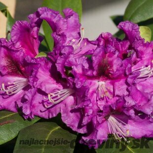 Rododendrón Rasputin, výška 20/30 cm, v črepníku 5l Rhododendron ‘Rasputin‘