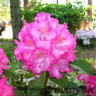 Rododendrón ‘Sternzauber‘, výška 25/+ cm, v črepníku 4l Rhododendron ‘Sternzauber‘