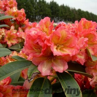 Rododendrón Sun Fire, výška 50/60 cm, v črepníku 10l Rhododendron Sun Fire