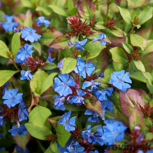 Rohoblíznik olovníkovitý, výška 10/15 cm, v črepníku P9 Ceratostigma plumbaginoides