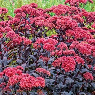 Rozchodník ‘José Aubergine‘, výška 10/15 cm, v črepníku Sedum ‘José Aubergine‘