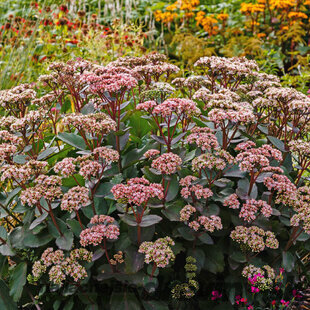 Rozchodník Matrona, výška 20/+ cm, v črepníku 3l Sedum Matrona