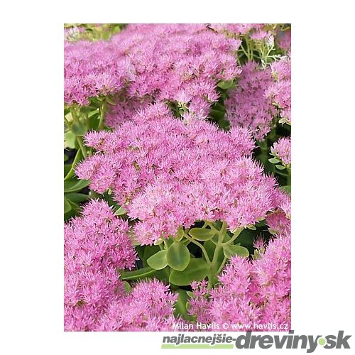 Rozchodník nádherný “Brilliant“ 20/30 cm v črepníku 3l Sedum spectabile ‘Brillant‘