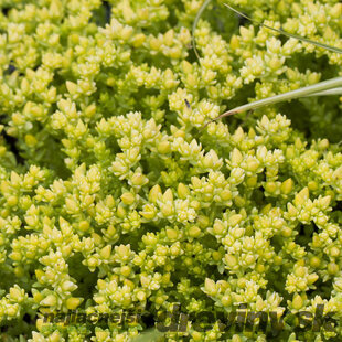 Rozchodník prudký Yellow Queen, v črepníku Sedum Yellow Queen