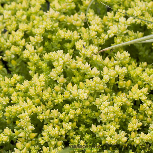 Rozchodník prudký Yellow Queen, v črepníku Sedum Yellow Queen