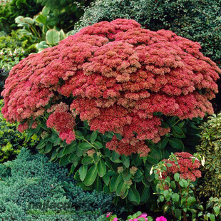 Rozchodník veľký ´HERBSTFREUDE´ 10/15 cm v črepníku P9 Sedum Herbstfreude