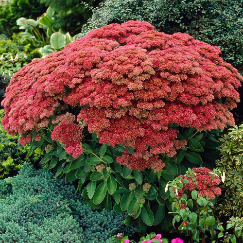 Rozchodník veľký ‘Herbstfreude‘ 20/40 cm v črepníku 3 l Sedum ‘Herbstfreude‘