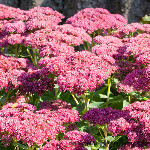 Rozchodník velký ‘Herbstfreude‘, výška 20/+ cm, v črepníku 3l Sedum ‘Herbstfreude‘