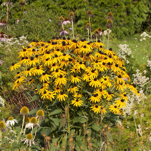 Rudbeckia Goldsturm, v črepníku P9 Rudbeckia fulgida Goldsturm