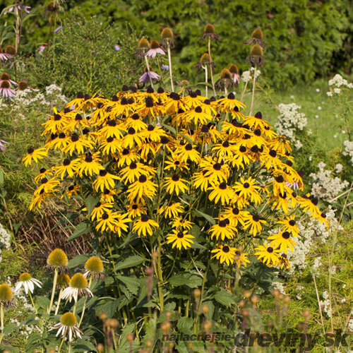 Rudbeckia Goldsturm, v črepníku P9 Rudbeckia fulgida Goldsturm