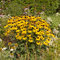 Rudbeckia Goldsturm, v črepníku P9 Rudbeckia fulgida Goldsturm