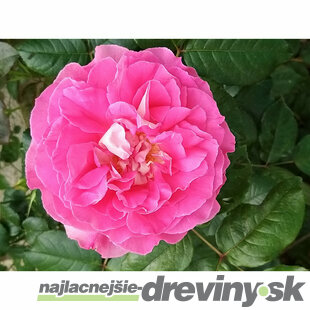 Ruža na kmienku BORNEO ODORE ‘Intercomgarf‘ PBR - ružová, výška kmienku 90/110 cm, v črepníku 7l Rosa BORNEO ODORE ‘Intercomgarf‘ PBR