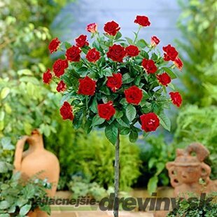 Ruža na kmienku Cygne Noire, v črepníku 90/110cm Rosa
