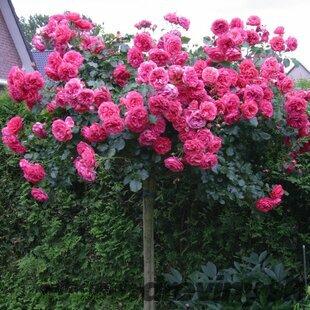 Ruža na kmienku ROSARIUM UETERSEN ‘Kortersen‘ - ružová, výška kmienku 90/110cm , v črepníku 7l Rosa ROSARIUM UETERSEN ‘Kortersen‘