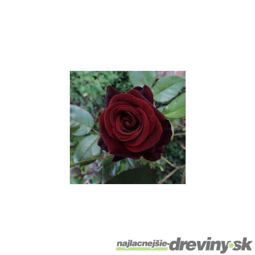 Ruža veľkokvetá Witchcraft 60/80 cm v črepníku 3 l Rosa Witchcraft