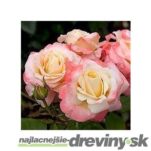 Ruža záhonová Fiji Densiflora, v črepníku 6l Rosa Fiji Densiflora