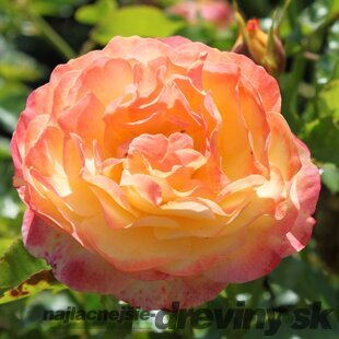 Ruža záhonová Rose der Hoffnung, v črepníku 6l Rosa Rose der Hoffnung