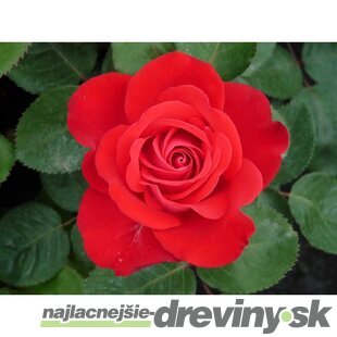 Ruža záhonová Sumatra Densiflora, v črepníku 6l Rosa Sumatra Densiflora