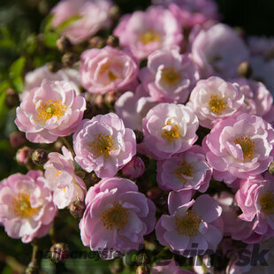 Ruža záhonová Wspomnienie Lata, v črepníku 4l Rosa Wspomnienie Lata