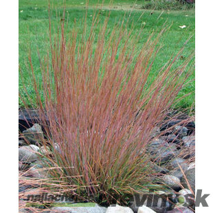 Schizachyrium scoparium ‘Blaze‘ 20/40 cm v črepníku 2l Schizachyrium scoparium ‘Blaze‘