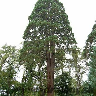 Sekvojovec mamutí 25/35 cm, v črepníku Sequoiadendron giganteum