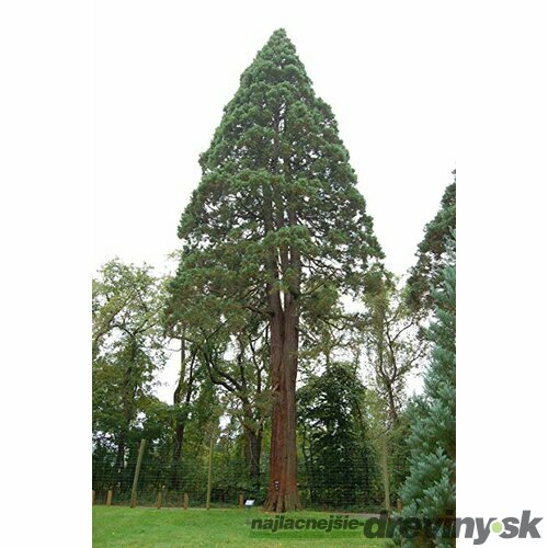 Sekvojovec mamutí 25/35 cm, v črepníku Sequoiadendron giganteum