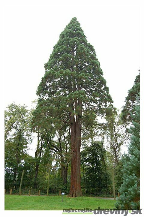 Sekvojovec mamutí 25/35 cm, v črepníku Sequoiadendron giganteum