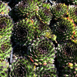 Skalná ruža ‘Reinhard‘, v črepníku 2l Sempervivum ‘Reinhard‘