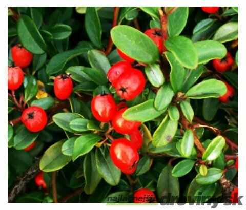 Skalník Dammerov, v črepníku Cotoneaster Dammeri