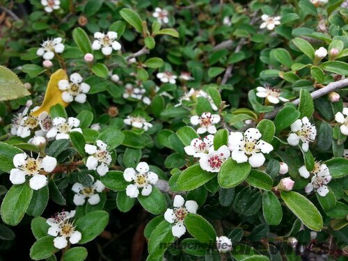 Skalník radicans Eichholz, 20/+cm, v črepníku Cotoneaster radicans Eichholz