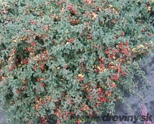 Skalník Ursynów, 20/+cm, v črepníku Cotoneaster Ursynów