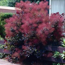 Škumpa vlasatá Royal Purple 30/40 cm, v črepníku 2/3l Cotinus Coggygria Royal Purple