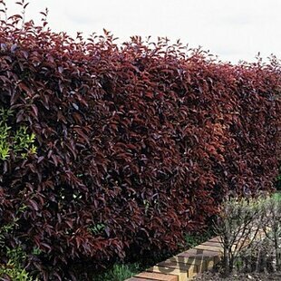 Slivka čerešňoplodá Nigra, v črepníku 90/120 cm Prunus cerasifera Nigra