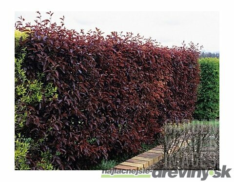 Slivka čerešňoplodá Nigra, v črepníku 90/120 cm Prunus cerasifera Nigra