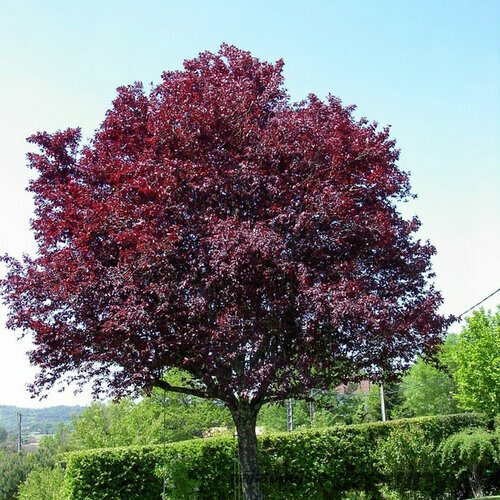 Slivka čerešňoplodá, výška 180/200 cm, v črepníku Prunus cerasifera