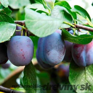 Slivka domáca POLINKA skorá, voľnokorenená, podpník Alycza Prunus domestica POLINKA