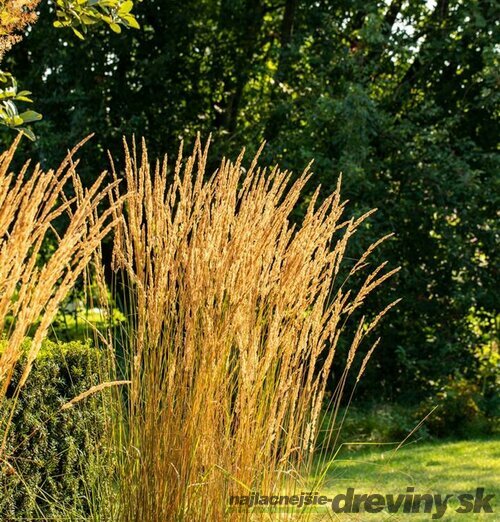 Smlz ostrokvetý Overdam, v kvetináči Calamagrostis acut. Overdam