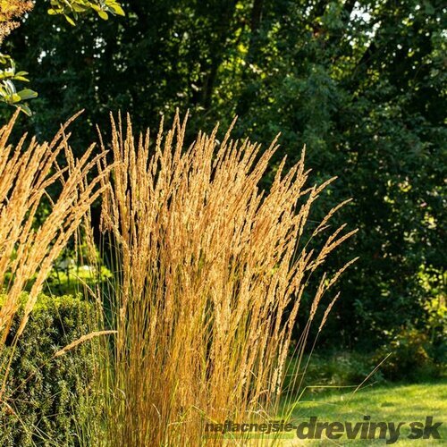 Smlz ostrokvetý Overdam, v kvetináči Calamagrostis acut. Overdam