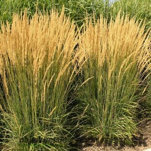 Smlz ostrokvetý (trstina ostrokvetá) Karl Foester, výška 30/40 cm, v črepniku 2l Calamagrostis acutiflora x Karl Foerster