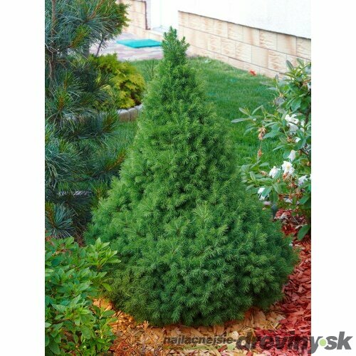 Smrek biely Conica, výška 40/60 cm, v črepníku Picea glauca Conica