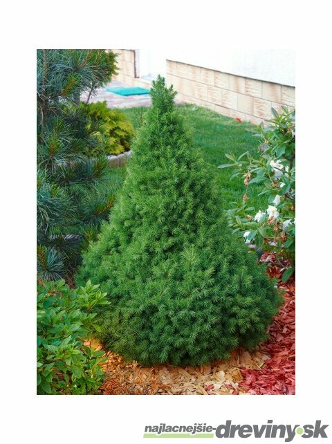 Smrek biely Conica, výška 40/60 cm, v črepníku Picea glauca Conica