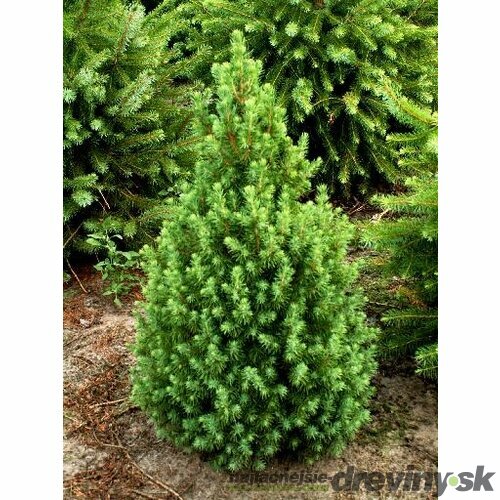 Smrek biely Conica, výška 90/110 cm, v črepníku 5ll Picea Conica